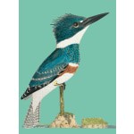 Belted Kingfisher Card